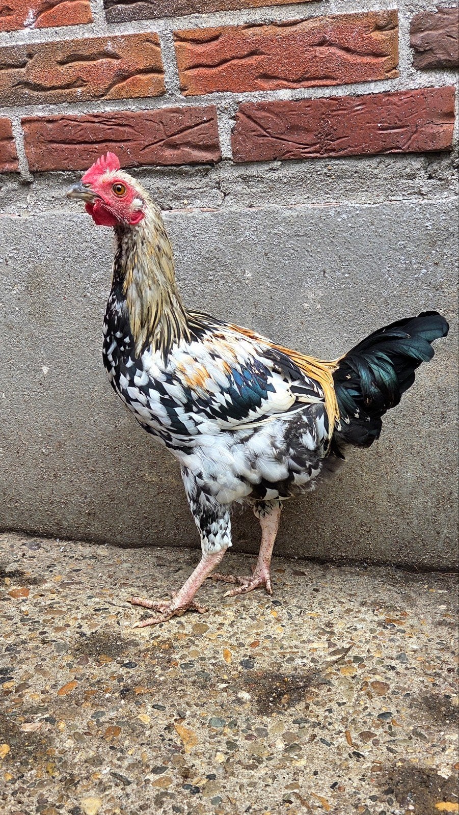 Ayam Cemani x Wyandotte Kip, Dieren en Toebehoren, Mannelijk, Kip