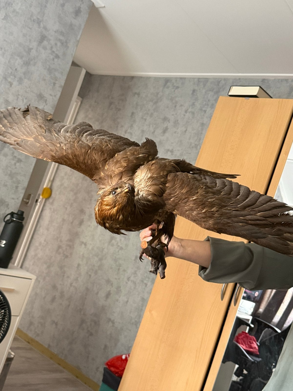 Opgezette vogel, Dieren en Toebehoren, Vogels | Overige Vogels