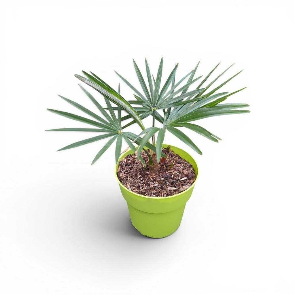 Trachycarpus Princeps New Form x Princeps - 2 liter pot, Ophalen of Verzenden