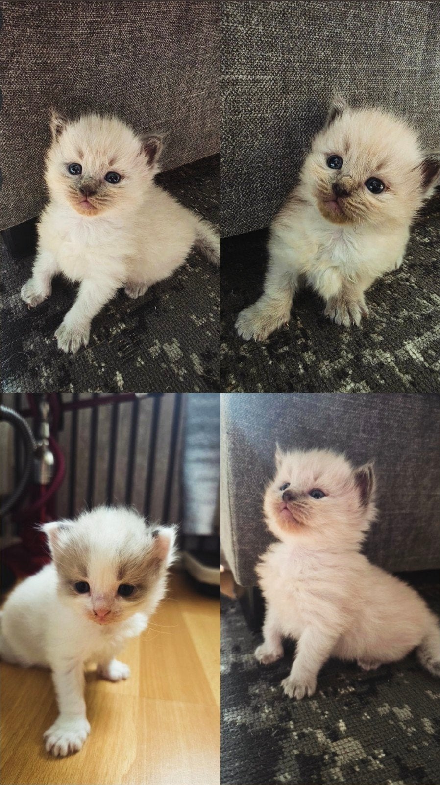 Ragdoll kittens 100%, Meerdere dieren, Ontwormd, 0 tot 2 jaar
