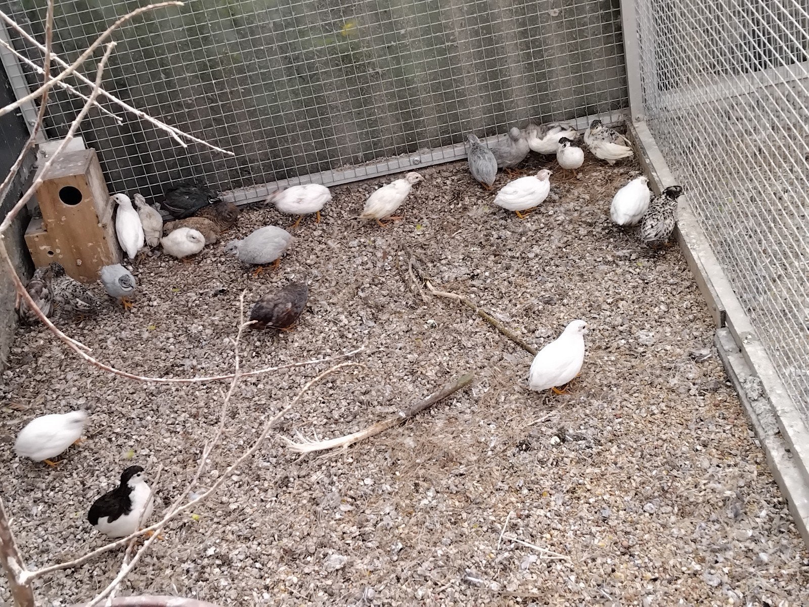 Chinese dwerg kwartels , hennen 12,50, Meerdere dieren, Overige soorten
