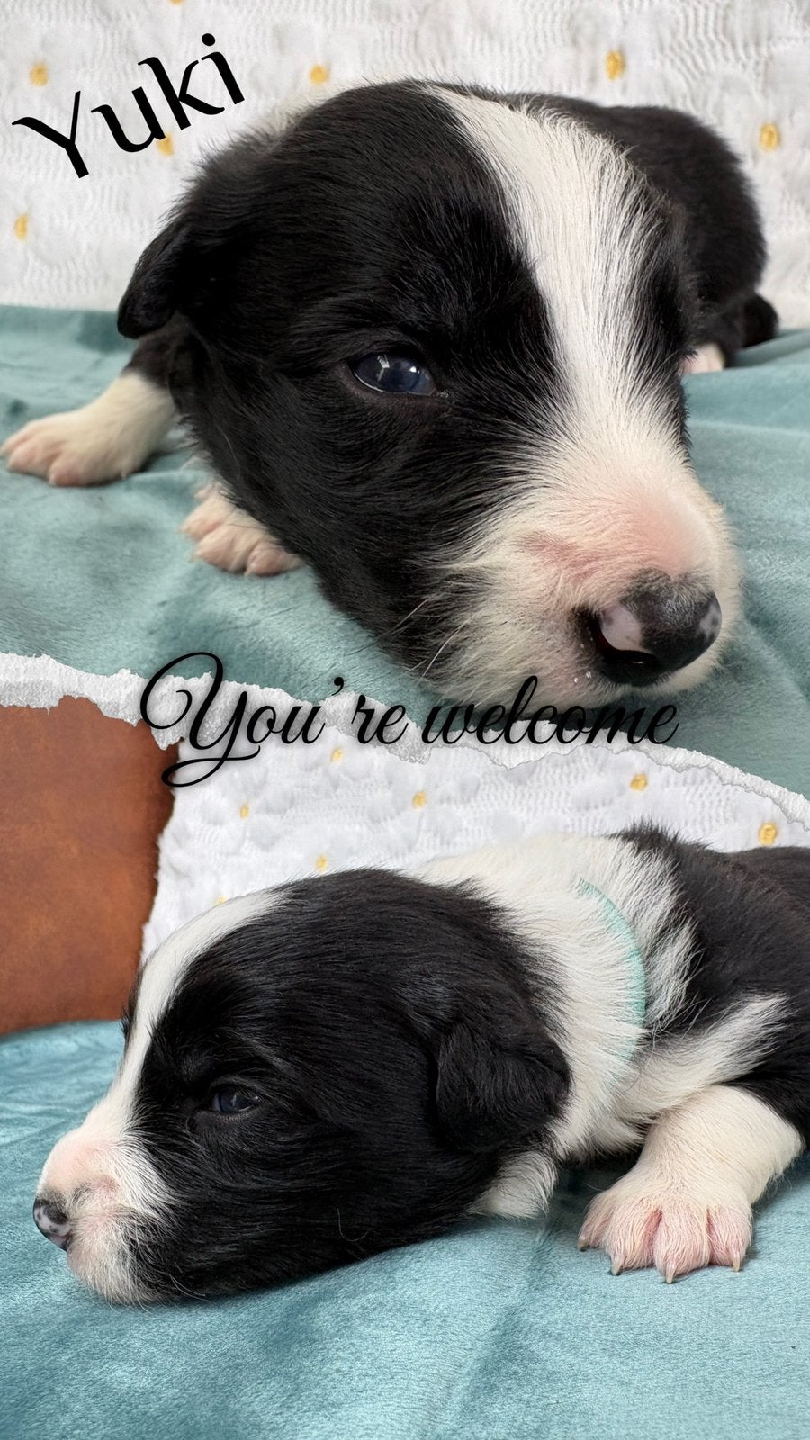 Border collie pups (geboren op 5-5-2026), Parvo, 8 tot 15 weken, Collie, Meerdere