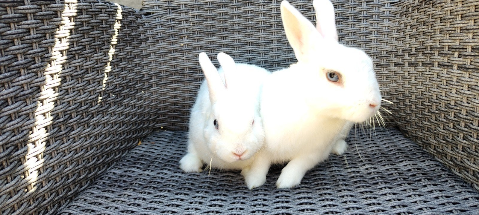 koppeltje konijnen, Dieren en Toebehoren, Konijnen, Meerdere dieren