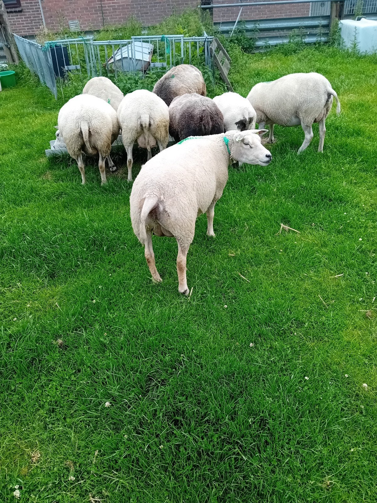 schapen, Vrouwelijk, Schaap, 3 tot 5 jaar