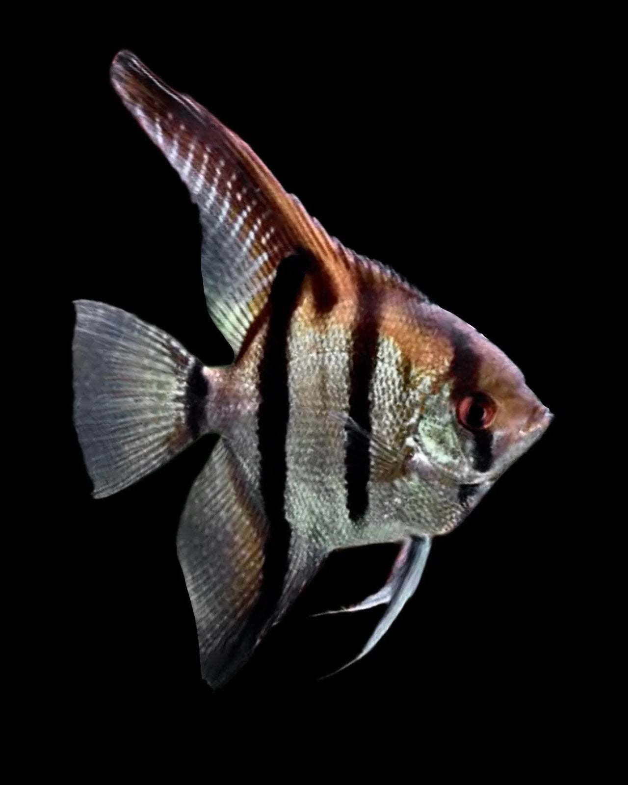 Koppel Amapa Red Back maanvissen, Dieren en Toebehoren, Vis