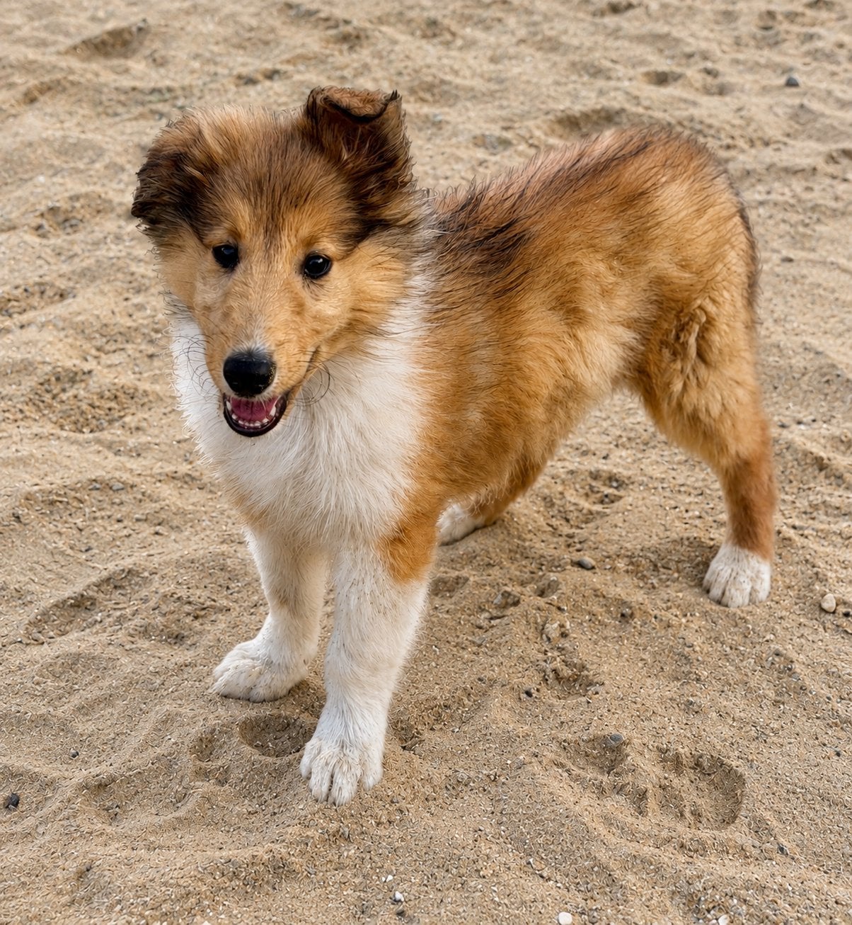 Schotse herdershond / collie  pup, Dieren en Toebehoren, Honden | Niet-rashonden, 15 weken tot 1 jaar, Reu, Eén hond, Nederland