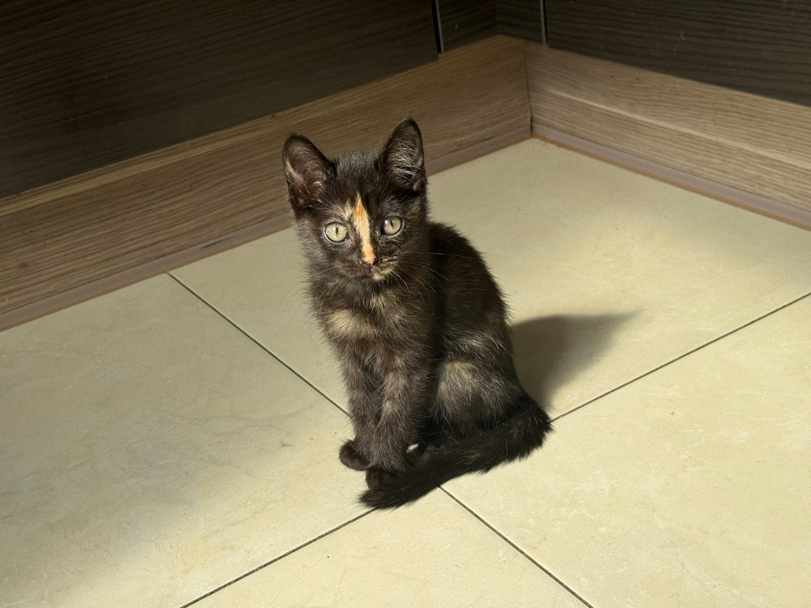 laatste Siamese x Britse kitten | mogen verhuizen, Meerdere dieren, Gechipt, 0 tot 2 jaar