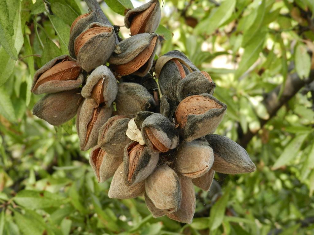 Biologische Amandelen, ALLERLAATSTE OP is Op!, Diversen, Ophalen of Verzenden