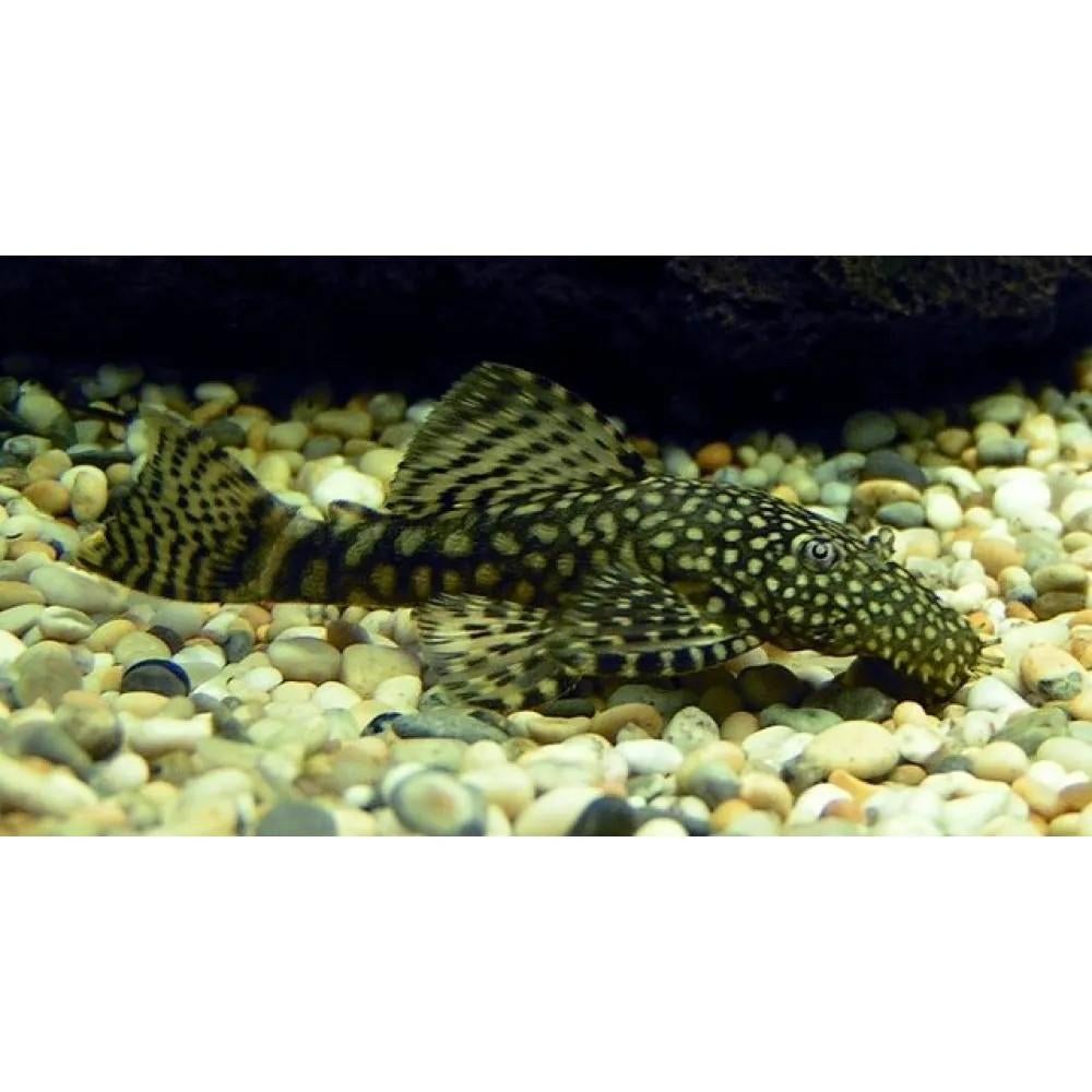 Ancistrus Dolichopterus algeneter jonkies, Vis, Zoetwatervis