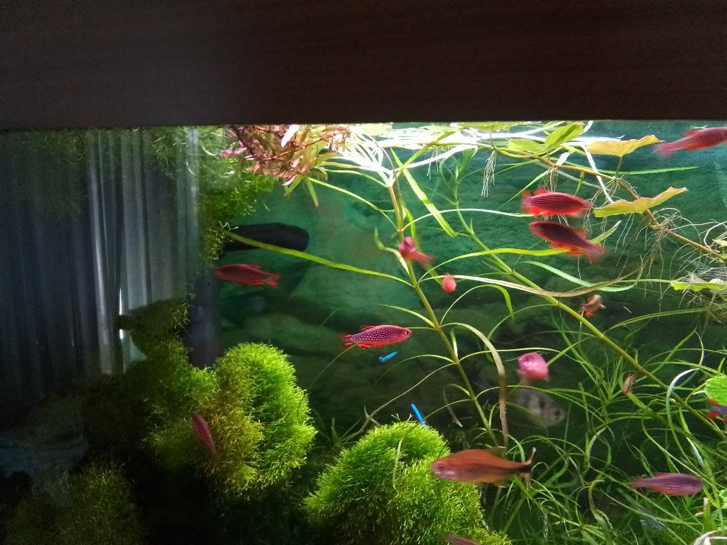 Rasbora Galaxy, Dieren en Toebehoren, Vissen | Aquariumvissen, Zoetwatervis, Vis, Schoolvis