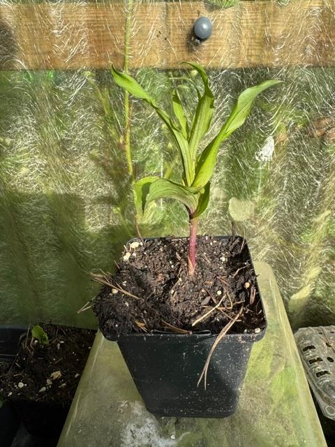 wespenorchisplant in 9x9 cm pot, Tuin en Terras, Planten | Tuinplanten, Vaste plant, Halfschaduw, Lente, Ophalen