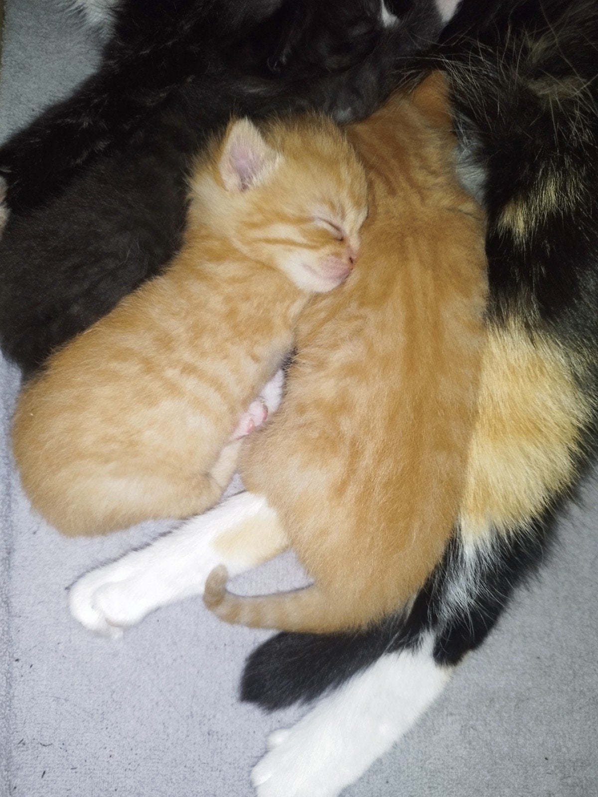 Kittens, Meerdere dieren, Ontwormd, 0 tot 2 jaar