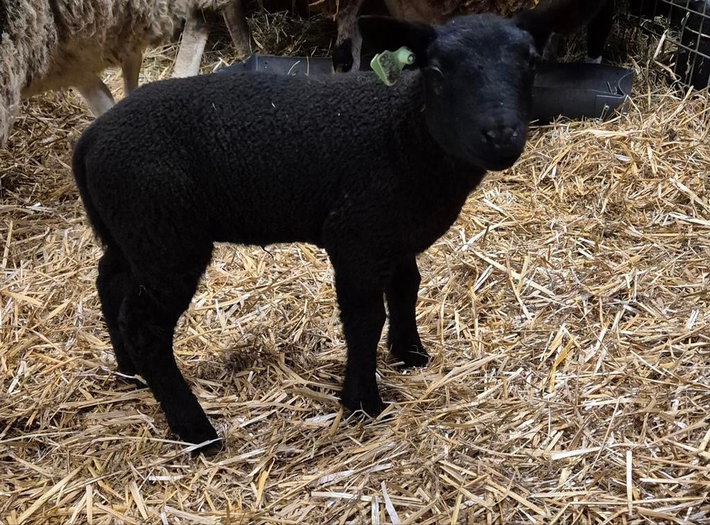 Zwarte ooi, Vrouwelijk, Schaap, 0 tot 2 jaar