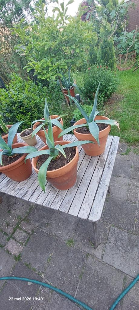 Agave in terracottapot, Ophalen, Bloeit niet, Overige soorten, Volle zon