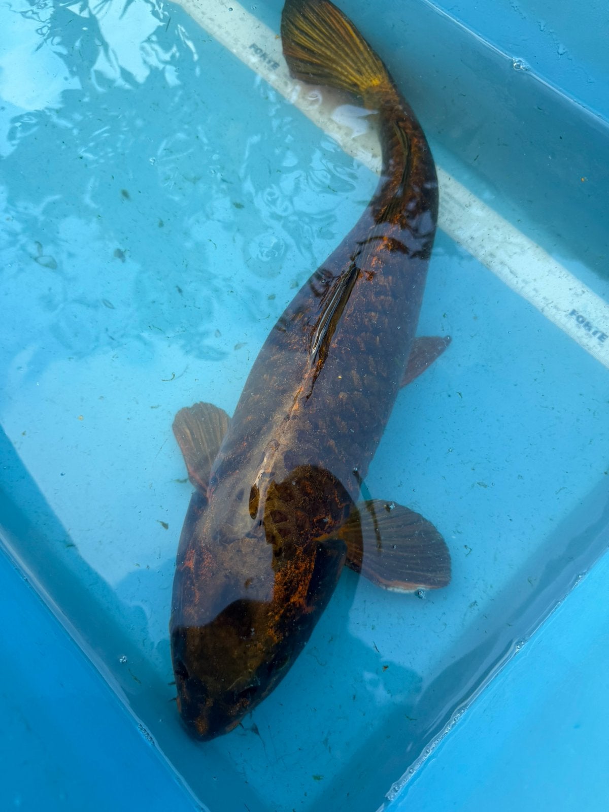 Kin Kabuto koi, Karper of Koi