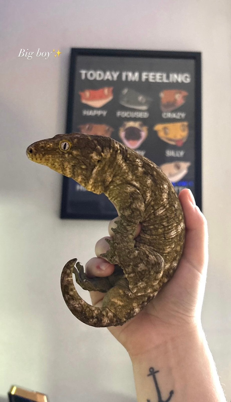 Leachianus Gecko (reuzengekko) + terrarium