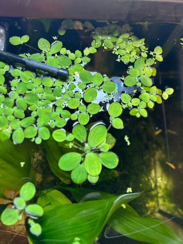 Aquarium drijfplanten, Kreeft, Krab of Garnaal