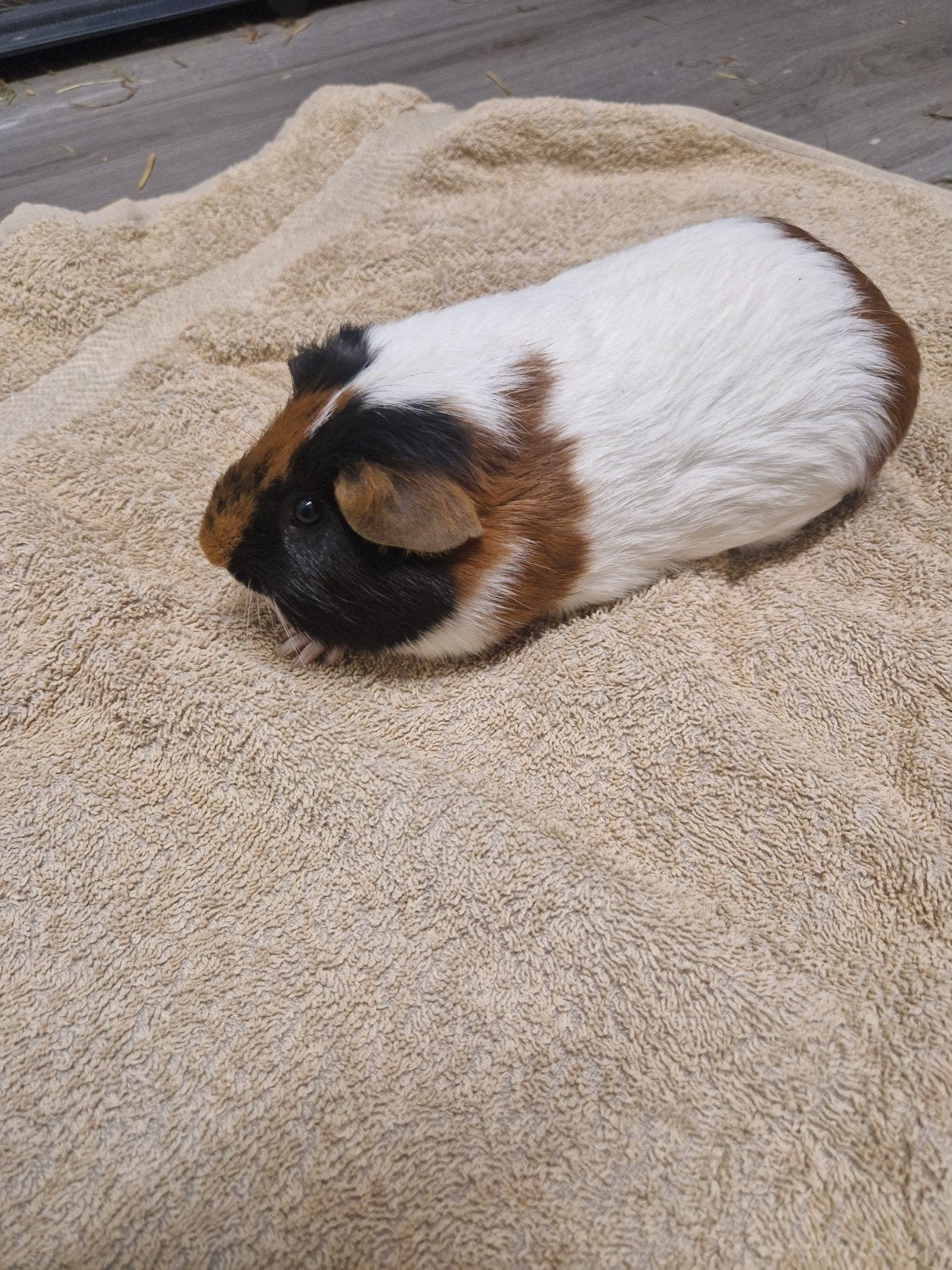 Lieve beer te koop., Dieren en Toebehoren, April, Mannelijk, Cavia