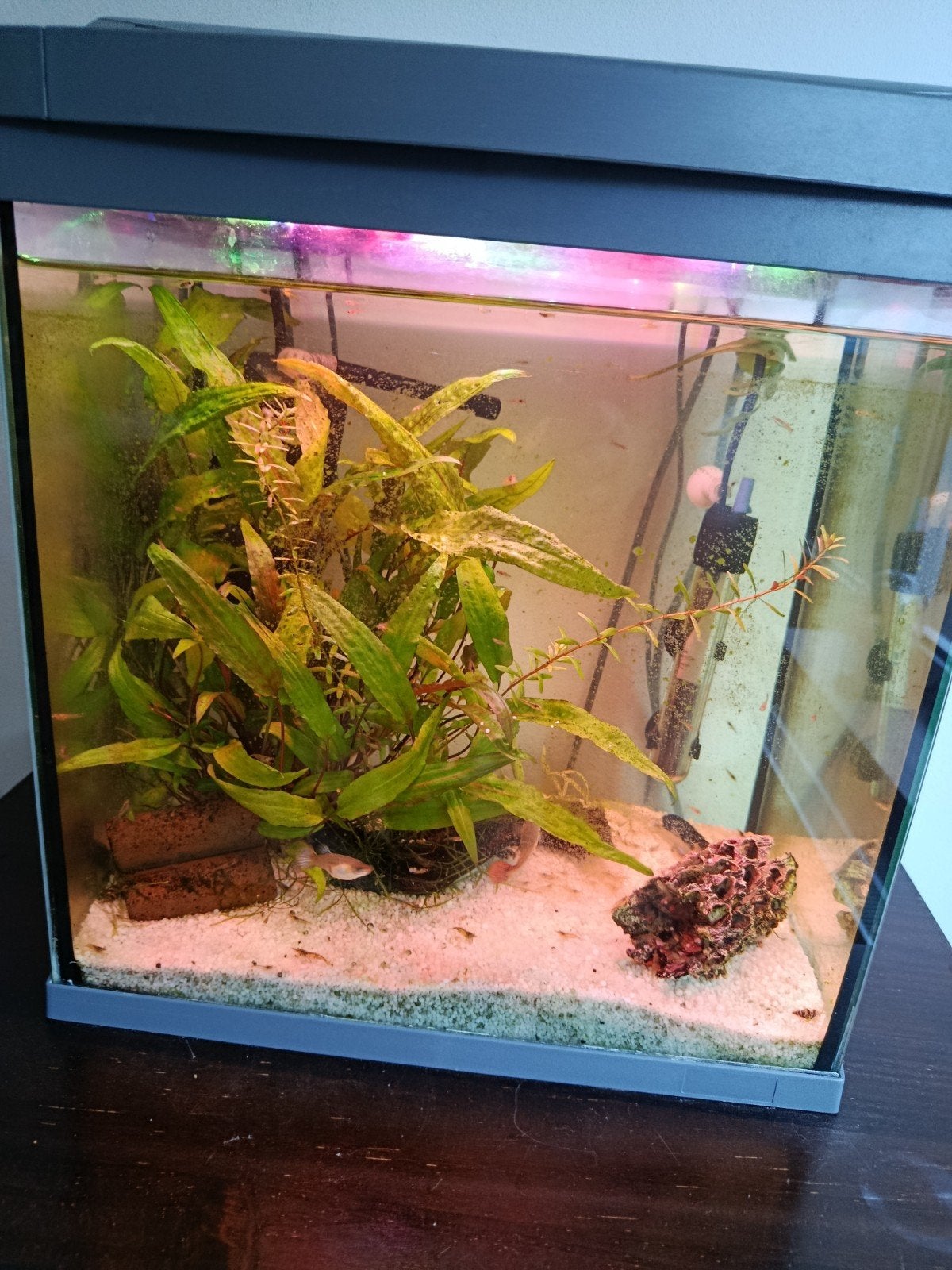 Compleet aquarium met garnalen en vissen, Ophalen, Inclusief vissen, Zo goed als nieuw, Gevuld zoetwateraquarium