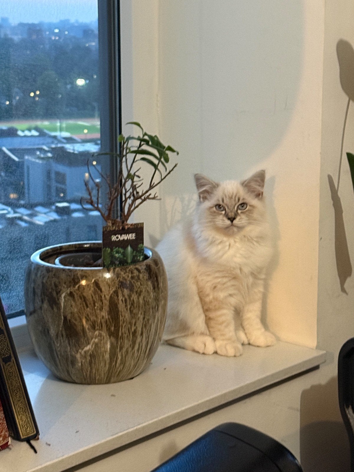 Twee prachtige Ragdoll kittens ( katers )en  moeder, Dieren en Toebehoren, Meerdere dieren, Gechipt, 0 tot 2 jaar