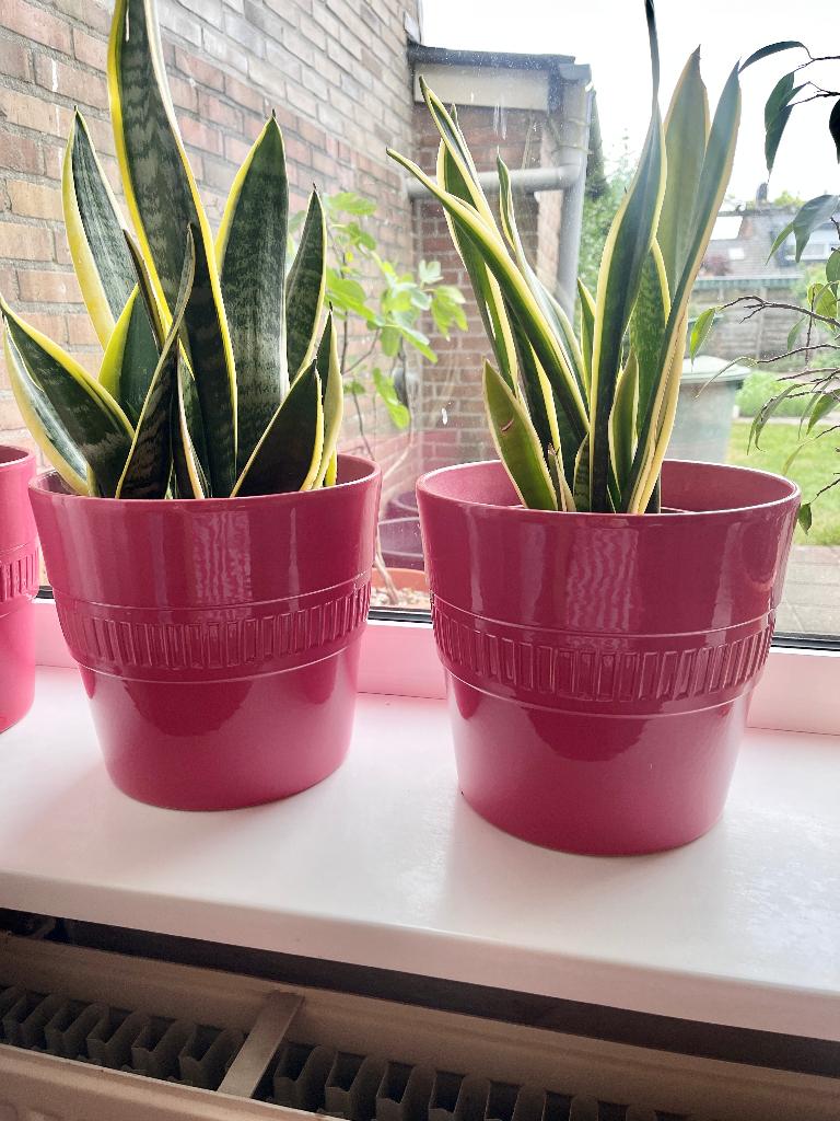 2x grote bloempotten plantenpotten, Tuin en Terras, Bloempotten, Ophalen, Kunststof, Rond, Zo goed als nieuw