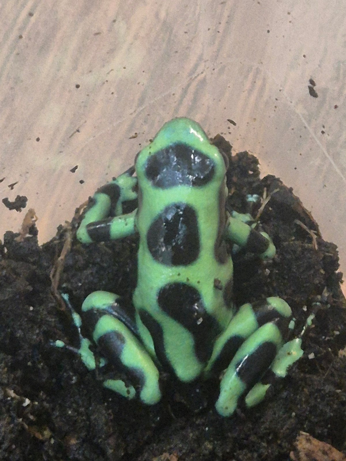dendrobatus auratus costa rica, Dieren en Toebehoren, Reptielen en Amfibieën, Hagedis, 0 tot 2 jaar