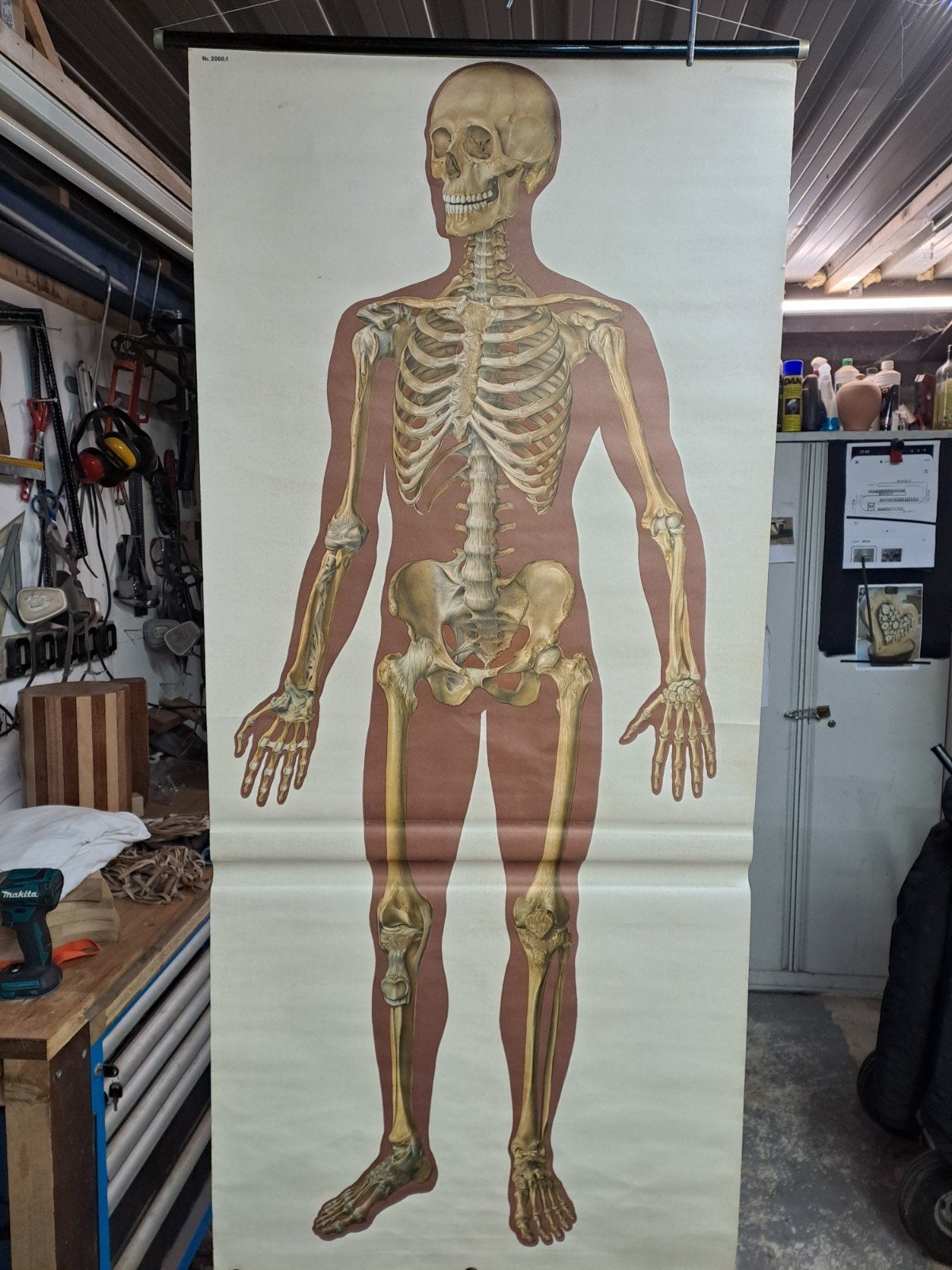 te koop, Antiek en Kunst, Antiek | Schoolplaten, Ophalen, Natuur en Biologie