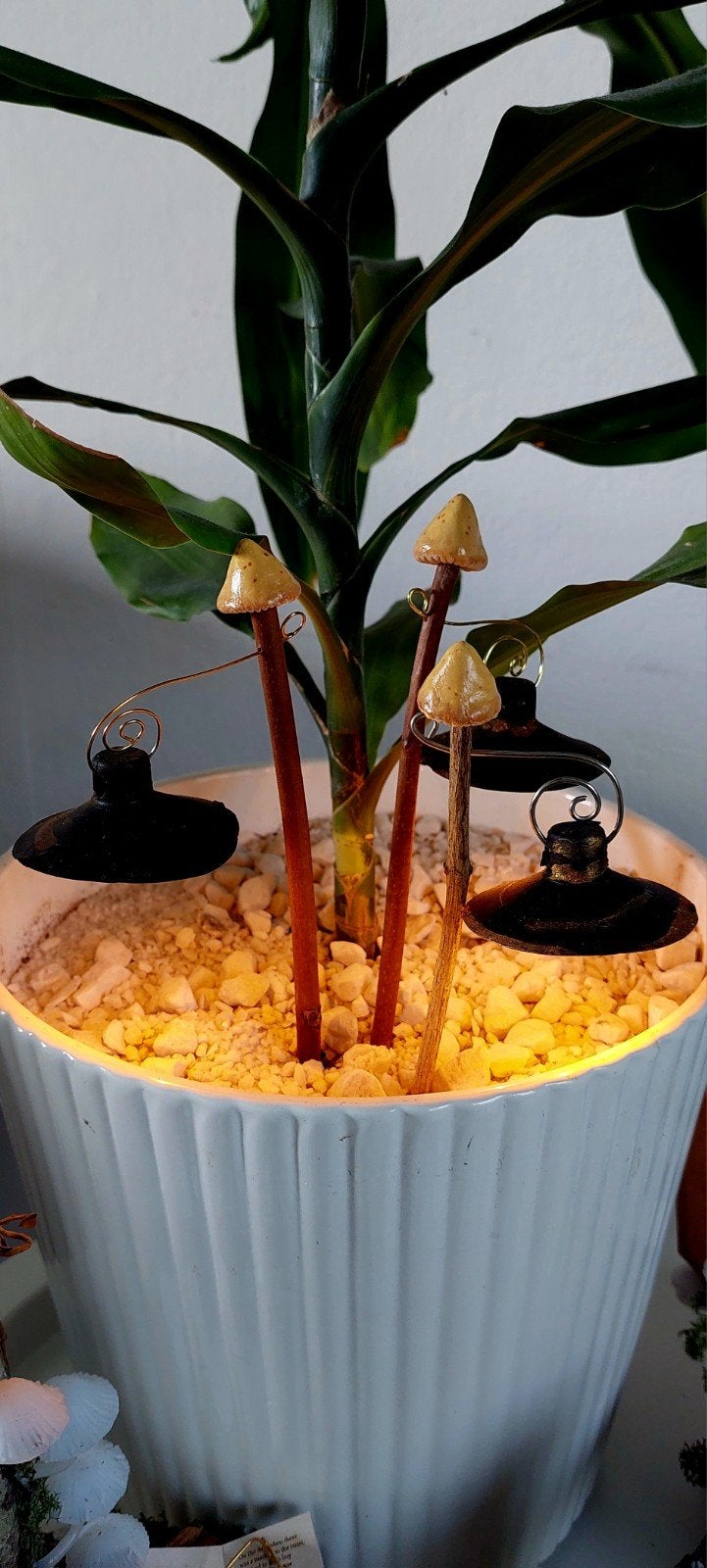 Planten lantaarn fantasie, Ophalen of Verzenden, Overige soorten, Volledige schaduw