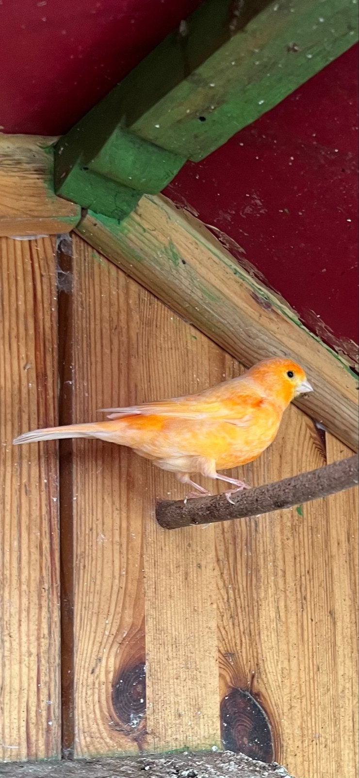 Mooie oranje kanarie (man), Dieren en Toebehoren, Mannelijk, Kleurkanarie