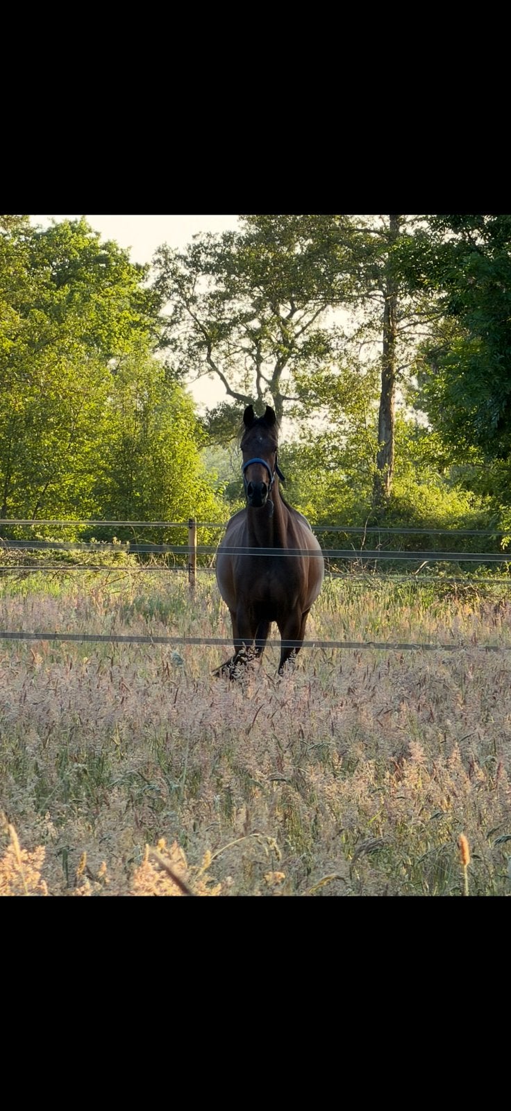 Luxe 3jarige merrie, Dieren en Toebehoren, Paarden, Merrie, Met stamboom, Dressuurpaard, 3 tot 6 jaar