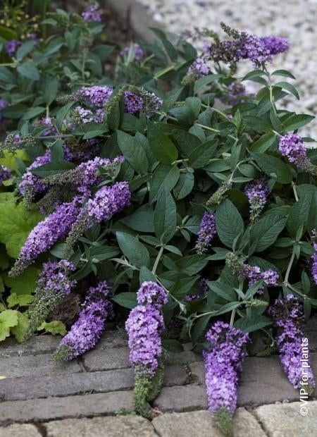 Vlinderstruiken, div. soorten vaste planten, Ophalen, Vaste plant, Overige soorten, Halfschaduw