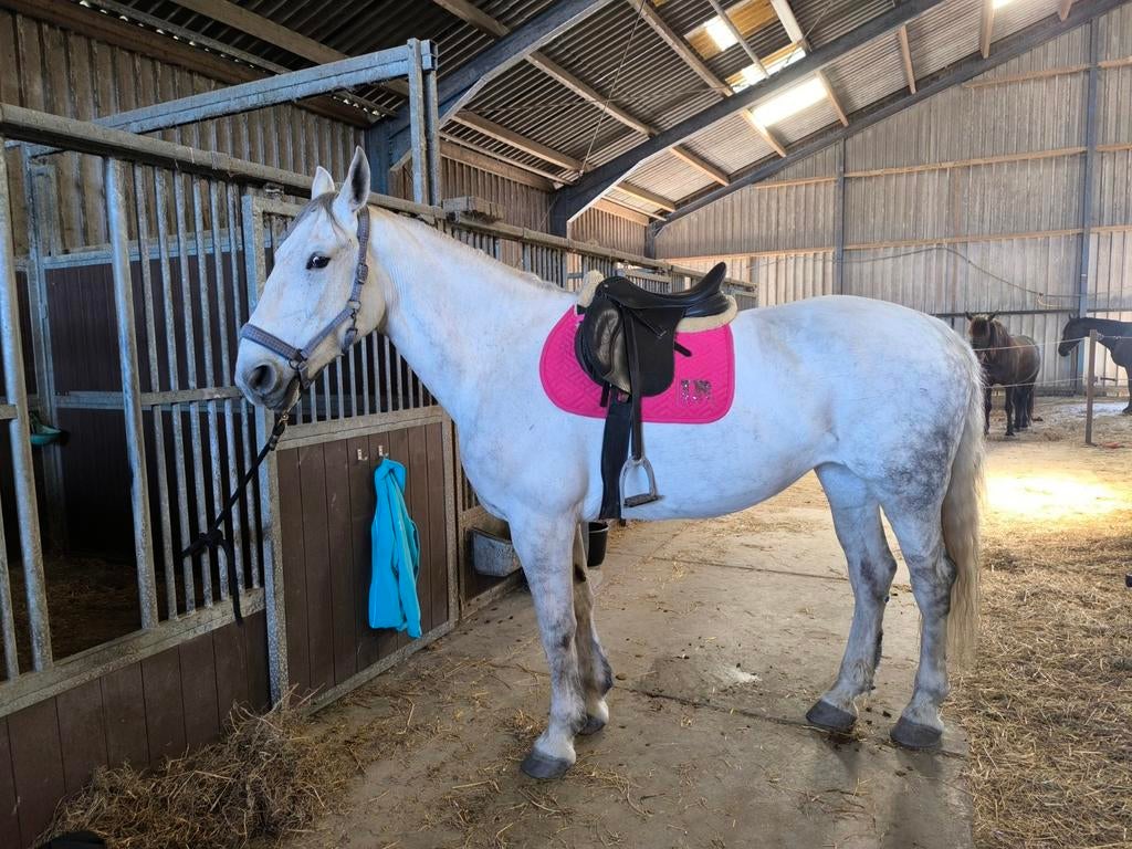 Unieke kruising, percheron x lipizzaner, merrie 10 jaar, Dieren en Toebehoren, Paarden, Merrie, Recreatiepaard