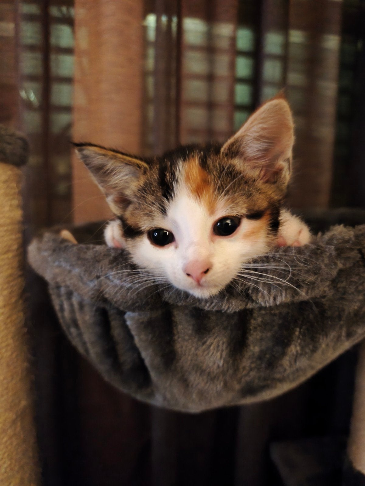 Kittens 10 weken oud, Dieren en Toebehoren, Katten en Kittens | Overige Katten, Meerdere dieren