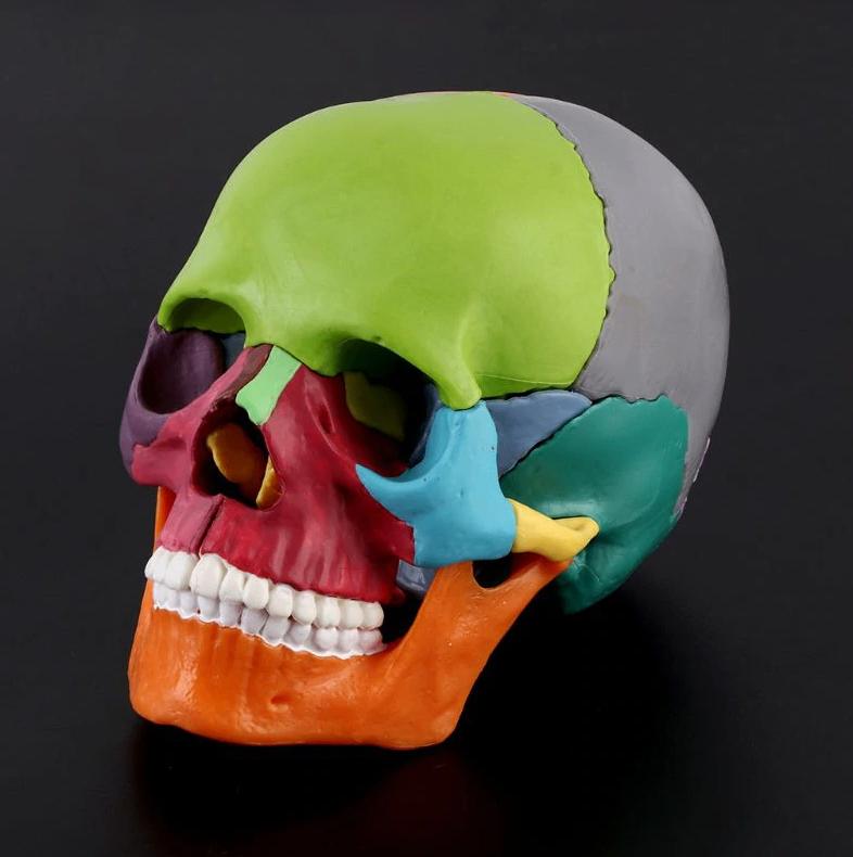Menselijke Schedel Anatomie Model Gekleurd Doodskop Medisch, Verzenden, Nieuw