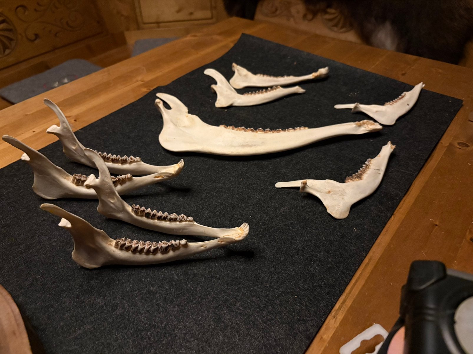 Ree kaken, herten kaak, taxidermie, ree, gewei, Ophalen of Verzenden, Zo goed als nieuw, Hert, Gewei of Kop