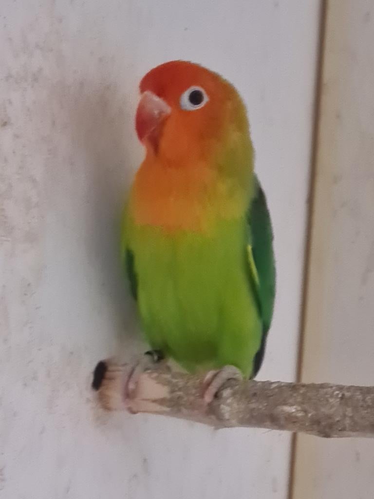 Agapornis liliane man, Geslacht onbekend, Dwergpapegaai of Agapornis