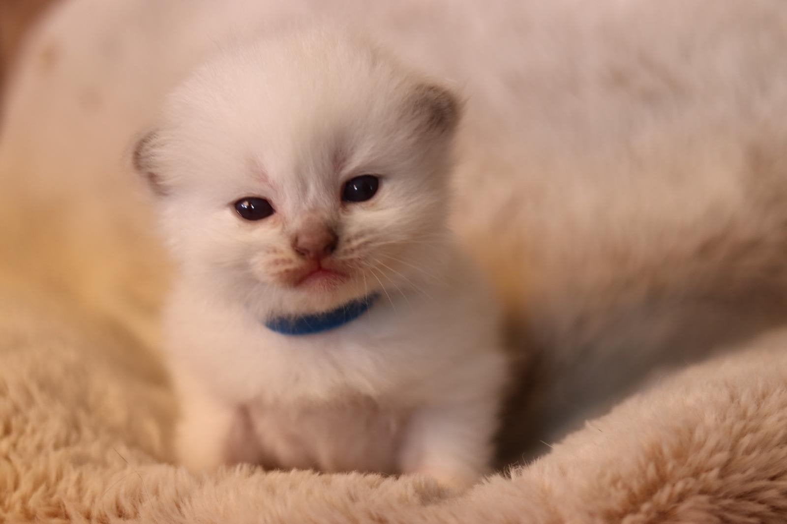 ragdoll kittens te koop, Dieren en Toebehoren, Meerdere dieren, Ontwormd, 0 tot 2 jaar