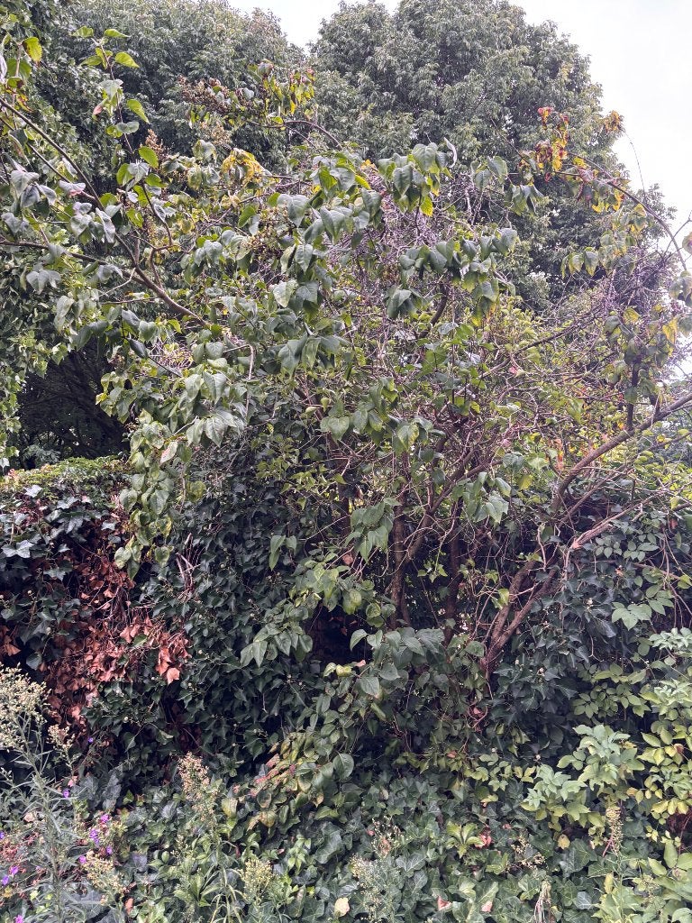 Gratis tuinplanten zelf eruit halen, Ophalen, Overige soorten, Halfschaduw
