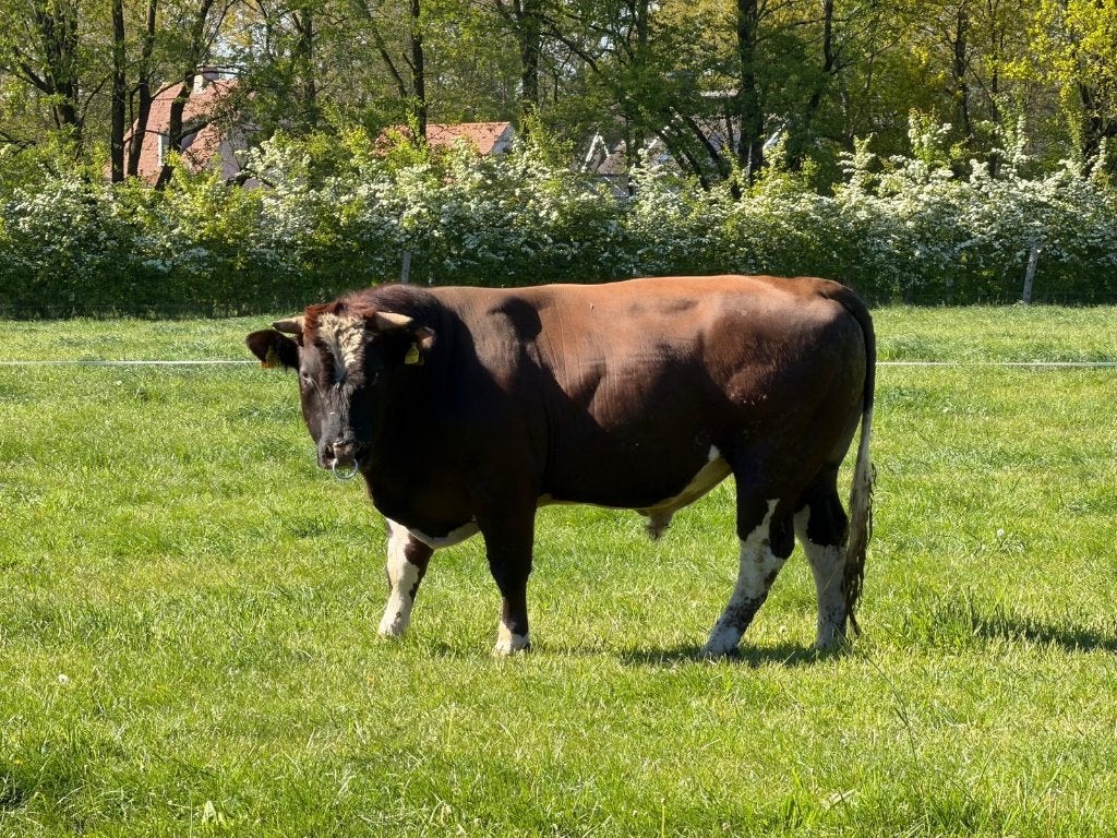 Brandrode stier te huur, Dieren en Toebehoren, Mannelijk, 0 tot 2 jaar