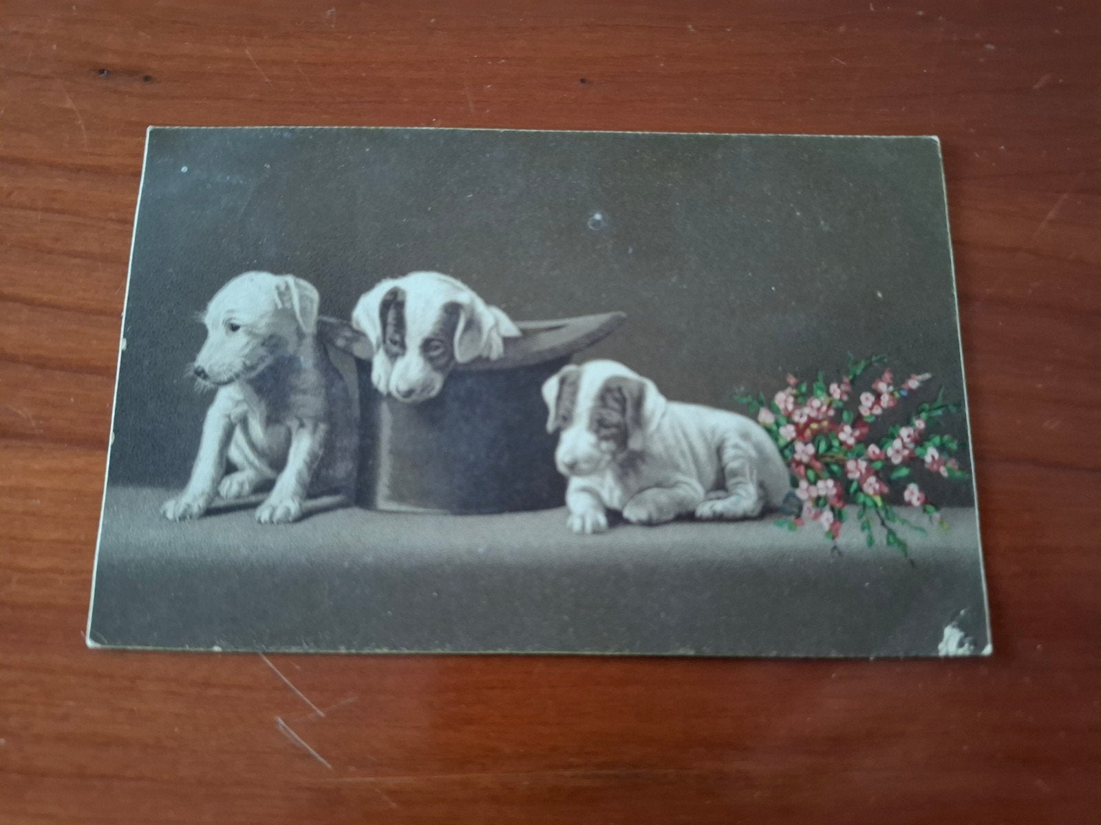 Antieke ansichtkaart: 3 puppy's, Foxterriërs, 1910, Verzamelen, Ophalen of Verzenden, Voor 1920, Gelopen, Overige thema's