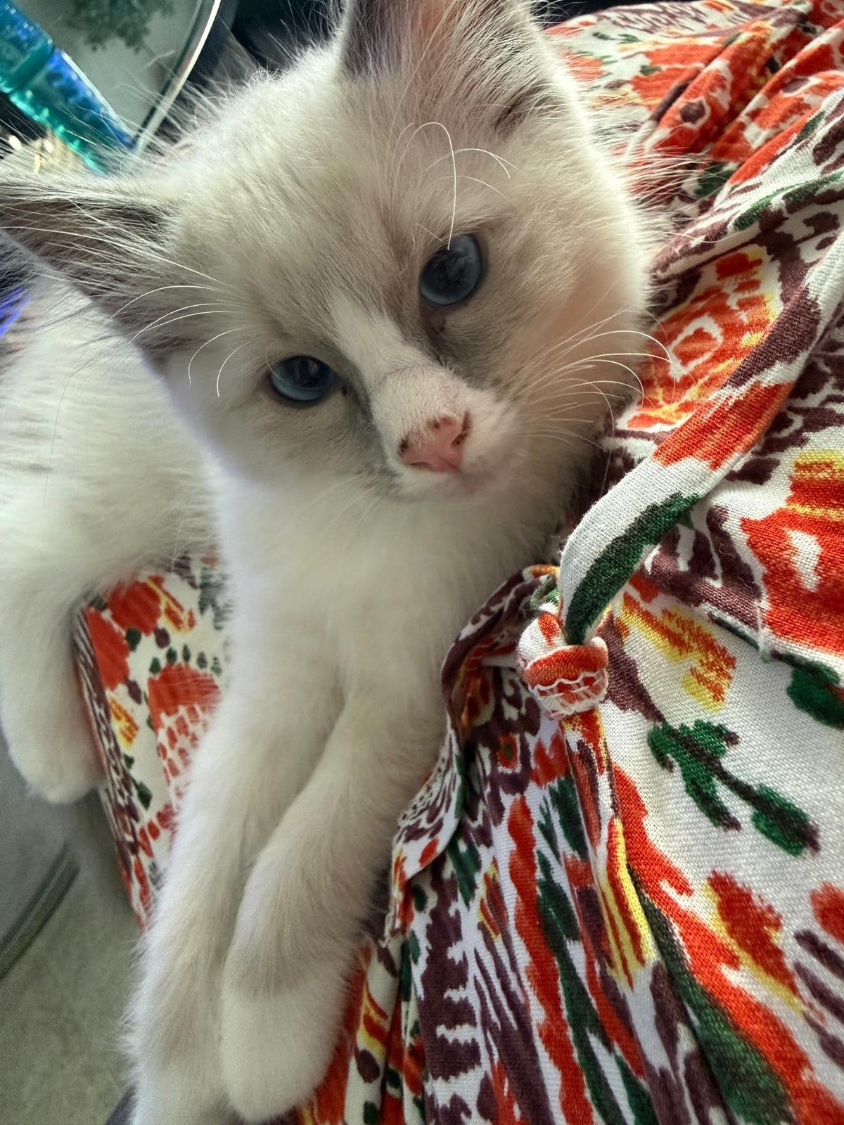 Knappe ragdoll kitten (katertje), Kater