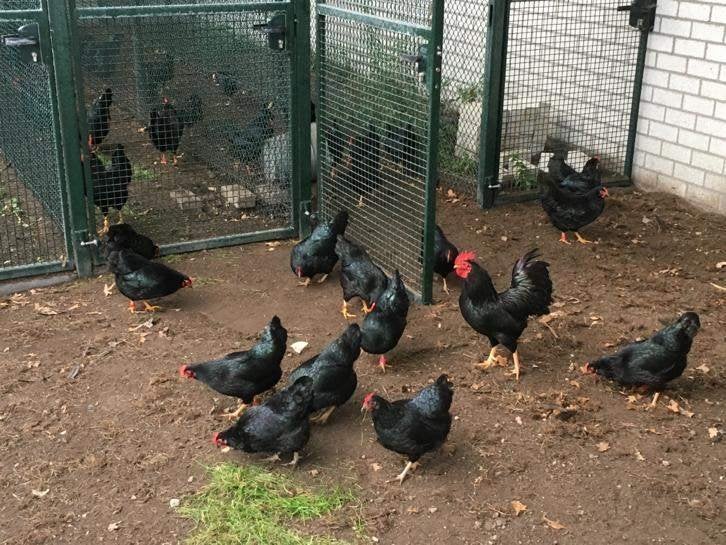ZWARTE KIPPEN., Dieren en Toebehoren, Pluimvee, Vrouwelijk, Kip