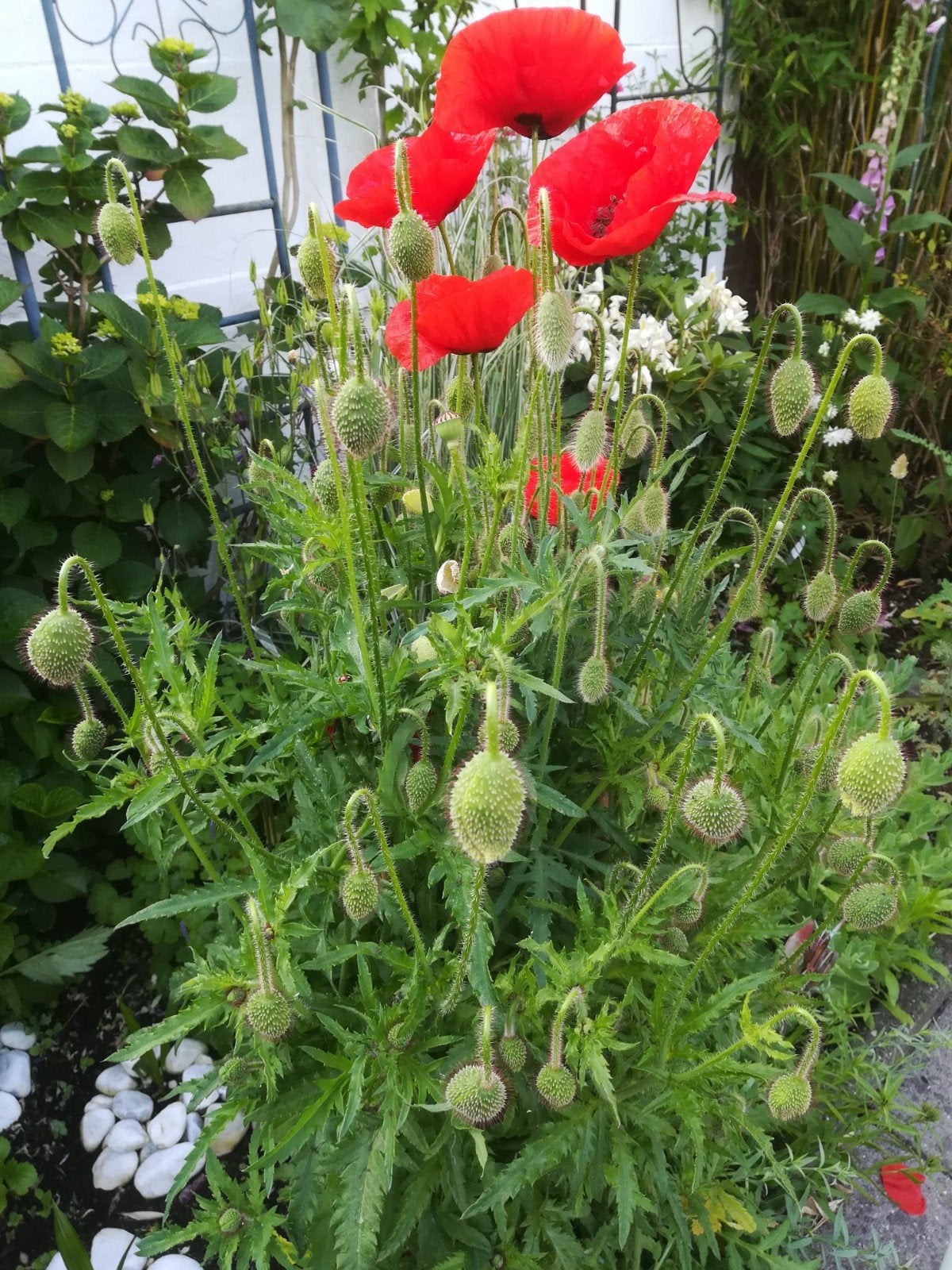Klaproos zaden, Papaver Rhoeas, Verzenden, Volle zon
