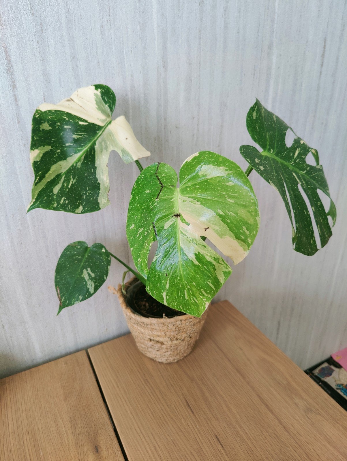 Monstera Thai constellation, Huis en Inrichting, Kamerplanten, Ophalen, Halfschaduw, Minder dan 100 cm