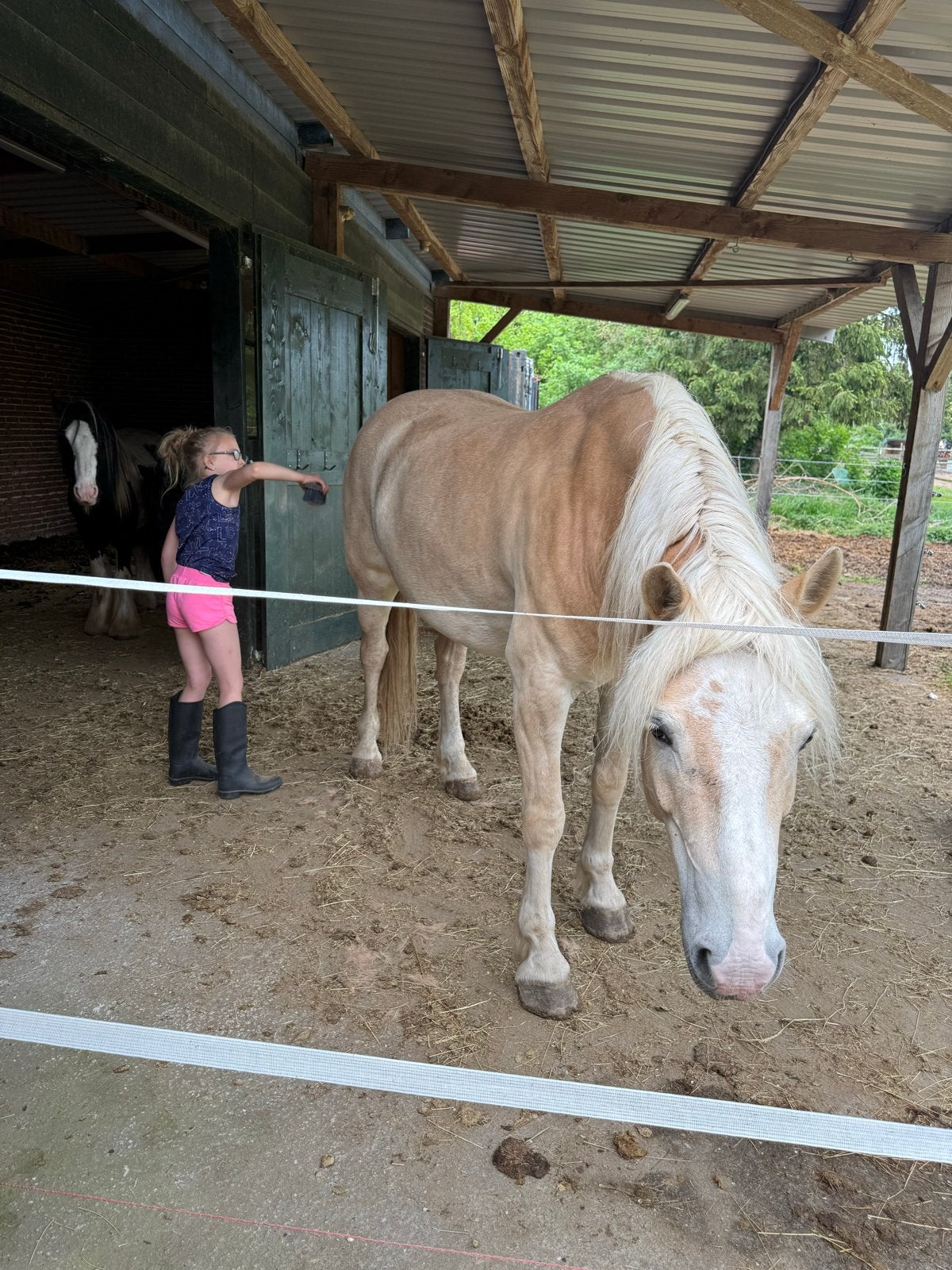 Verzorg(st)er / bijrijder gezocht, Dieren en Toebehoren, Stalling en Weidegang, Toebehoren, 4 paarden of pony's of meer