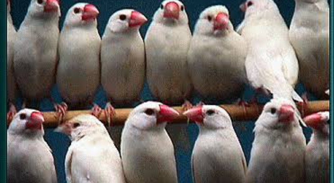 rijstvogel rijst vogels GEVRAAGD rijstvink WITTE, Dieren en Toebehoren, Meerdere dieren