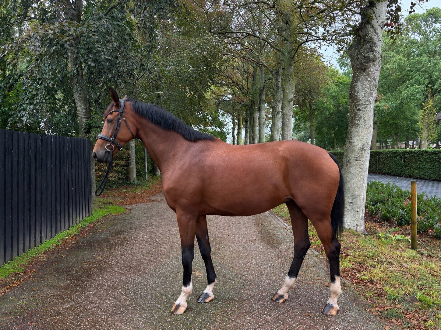 9-jarige fokmerrie/draagmerrie aangeboden, Dieren en Toebehoren, Merrie, Met stamboom, Niet van toepassing, Dressuurpaard