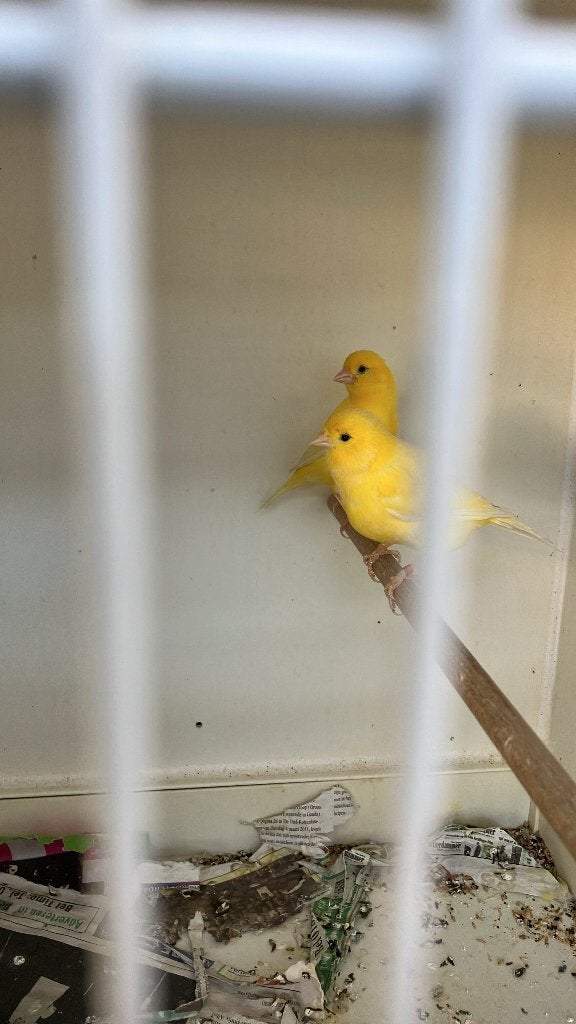 2 kanarie poppen, Vrouwelijk, Kleurkanarie