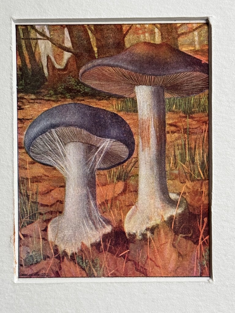 1932 OUD Blauwe knolgordijnzwam P0690-13, Ophalen of Verzenden, Lithografie, 1900 - 1949