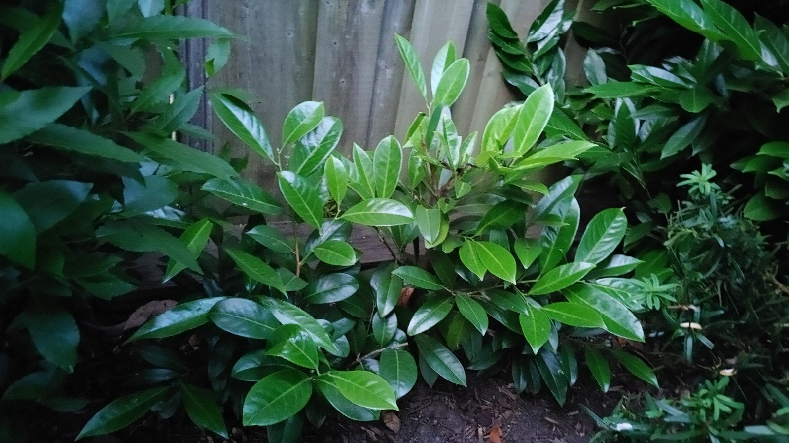 Laurier stekken - Prunus laurocerasus, Vaste plant, Bloeit niet, Halfschaduw, Ophalen